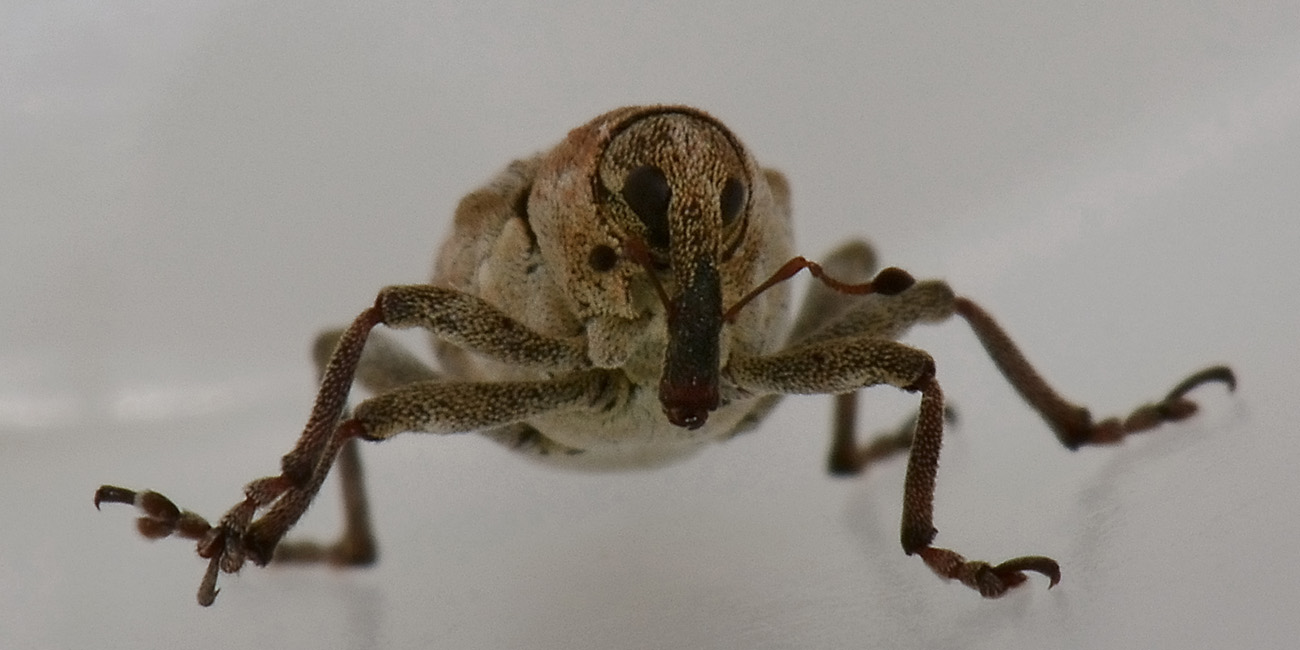 Tapeinotus sellatus - Curculionidae